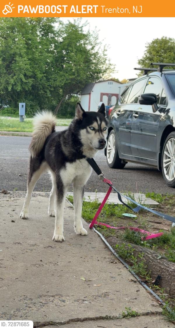 Found/Stray Unknown Dog last seen Trenton , Trenton, NJ 08608