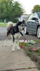 Found/Stray Unknown Dog last seen Trenton , Trenton, NJ 08608