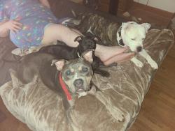 Reunited Male Dog last seen Deadend rd/ 13 bridges rd  enfield ,nc, Enfield, NC 27823