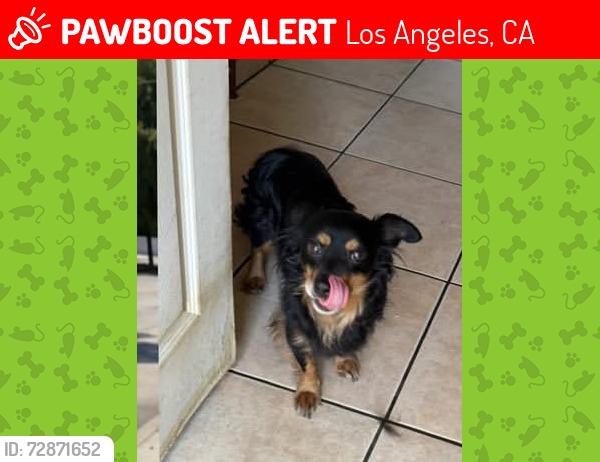 Lost Male Dog last seen W C St, Wilmington, CA 90744, Los Angeles, CA 90744