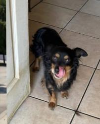 Lost Male Dog last seen W C St, Wilmington, CA 90744, Los Angeles, CA 90744
