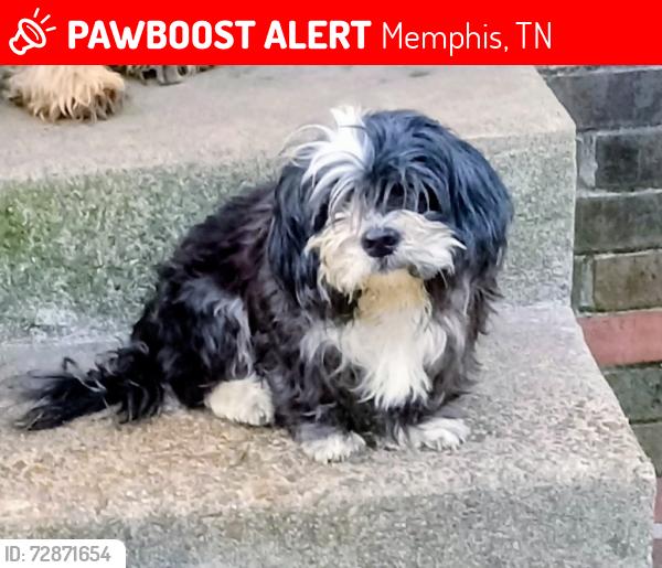 Lost Male Dog last seen Elvis Presley , Memphis, TN 38106