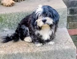 Lost Male Dog last seen Elvis Presley , Memphis, TN 38106