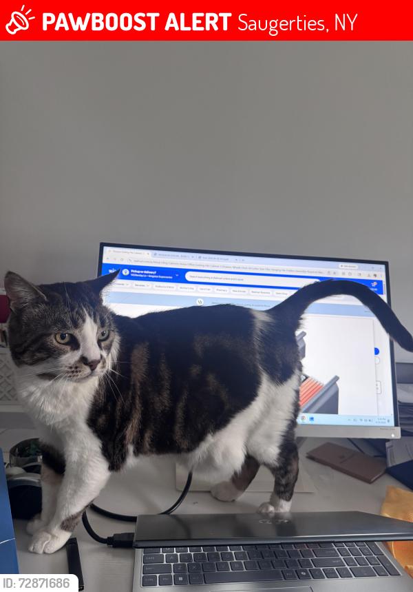 Lost Male Cat last seen Sunoco gas station in Barclay Heights, Saugerties, NY 12477