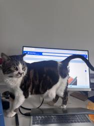 Lost Male Cat last seen Sunoco gas station in Barclay Heights, Saugerties, NY 12477