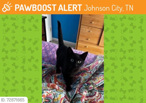 Found/Stray Unknown Cat last seen Martins Glen Lane and Ford Creek Road, Johnson City, TN 37615