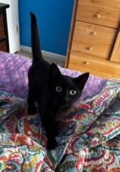 Found/Stray Unknown Cat last seen Martins Glen Lane and Ford Creek Road, Johnson City, TN 37615