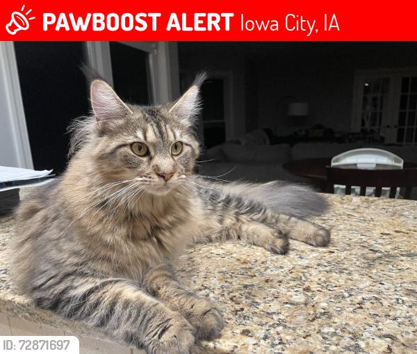 Lost Female Cat last seen West overlook, Iowa City, IA 52240