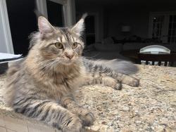 Lost Female Cat last seen West overlook, Iowa City, IA 52240