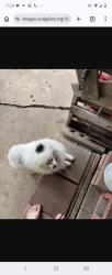 Lost Male Dog last seen Fm 718, Newark, TX 76071