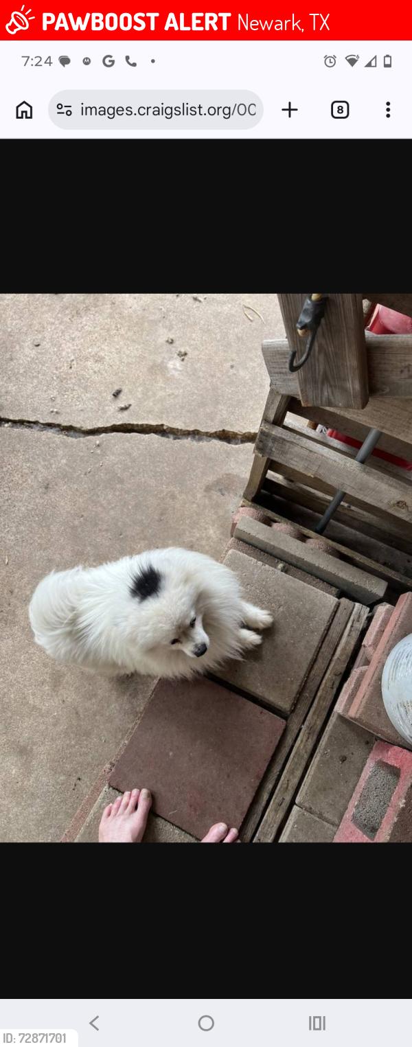 Lost Male Dog last seen Fm 718, Newark, TX 76071