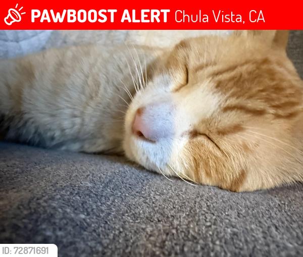 Lost Male Cat last seen Belinda, Chula Vista, CA 91910