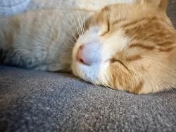 Lost Male Cat last seen Belinda, Chula Vista, CA 91910
