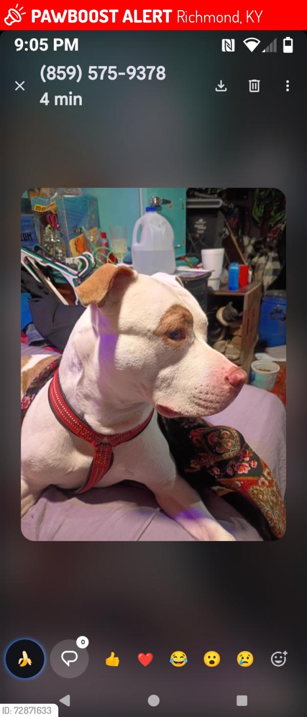 Lost Male Dog last seen Near robbinsville loop , Richmond, KY 40475