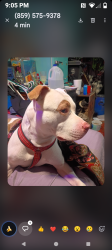 Lost Male Dog last seen Near robbinsville loop , Richmond, KY 40475