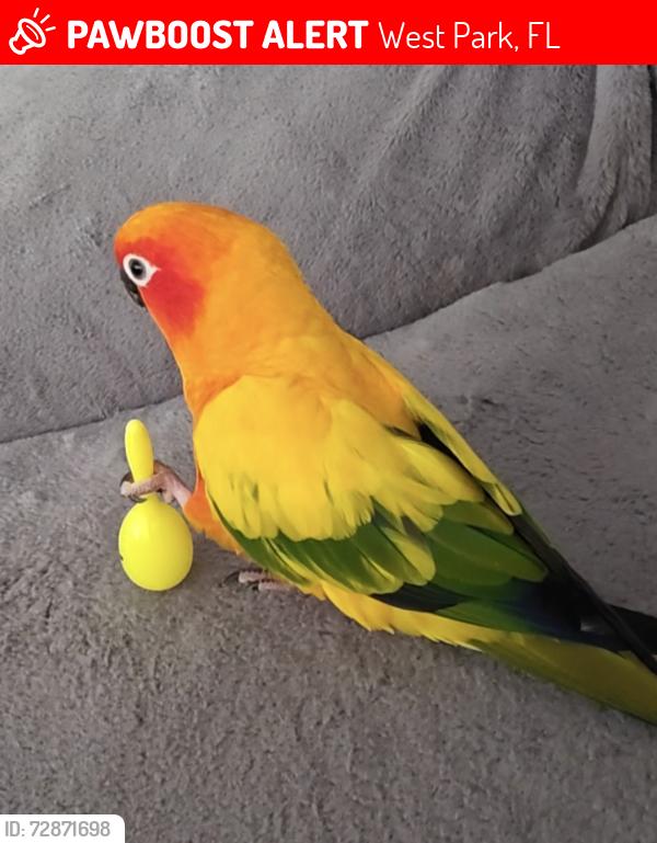 Lost Unknown Bird last seen NE 9TH CT NORTH MIAMI BEACH , West Park, FL 33023