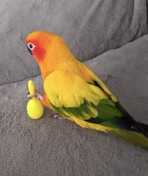 Lost Unknown Bird last seen NE 9TH CT NORTH MIAMI BEACH , West Park, FL 33023