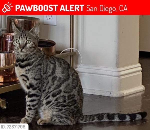 Lost Female Cat last seen Via Montecristo in Del Sur, San Diego, CA 92127