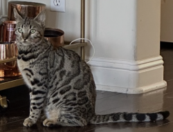 Lost Female Cat last seen Via Montecristo in Del Sur, San Diego, CA 92127