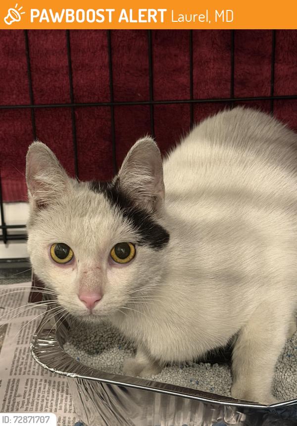Found/Stray Unknown Cat last seen Laurel Lakes Court and Baltimore Ave, Laurel, MD 20707