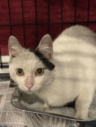 Found/Stray Unknown Cat last seen Laurel Lakes Court and Baltimore Ave, Laurel, MD 20707