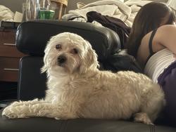 Reunited Male Dog last seen west sugar creek , Charlotte, NC 28262