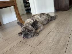 Found/Stray Female Dog last seen Sycamore and Violet dr, San Diego, CA 92105