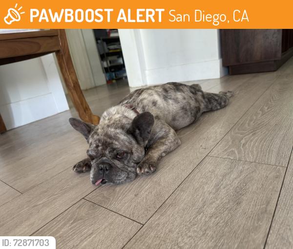 Found/Stray Female Dog last seen Sycamore and Violet dr, San Diego, CA 92105
