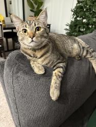 Lost Female Cat last seen Teatro Ave / Inspirada, Henderson, NV 89044