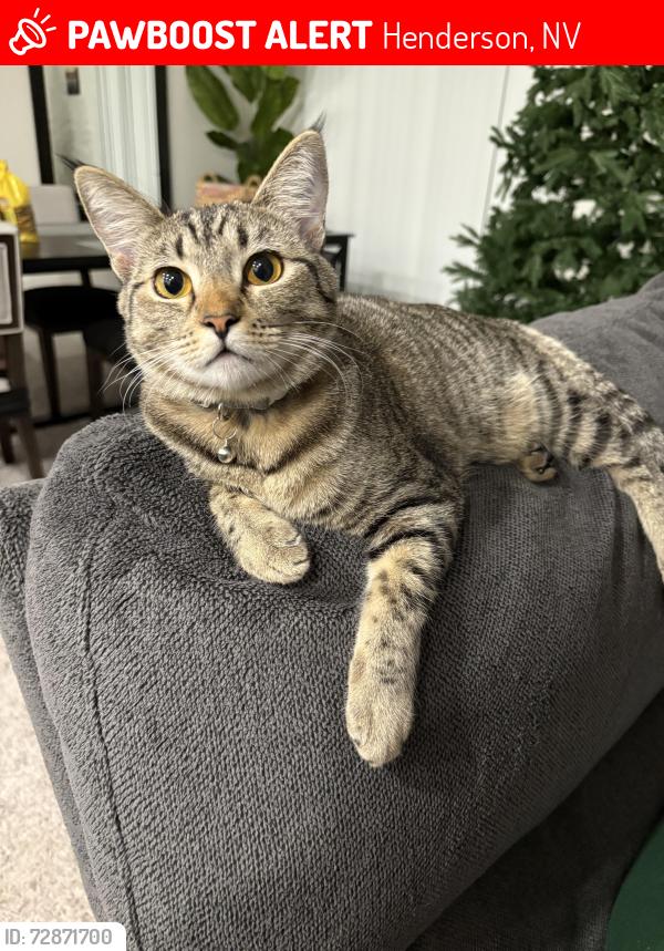 Lost Female Cat last seen Teatro Ave / Inspirada, Henderson, NV 89044