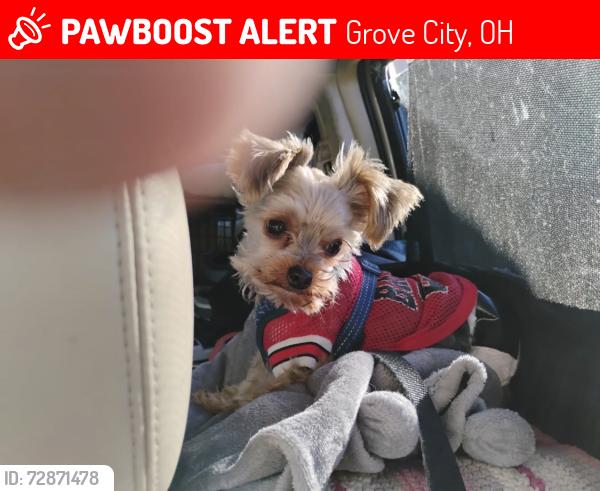 Lost Male Dog last seen Near Haughn Road, Grove City OH 43123, Grove City, OH 43123