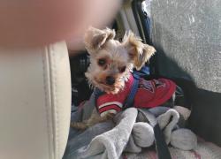 Lost Male Dog last seen Near Haughn Road, Grove City OH 43123, Grove City, OH 43123