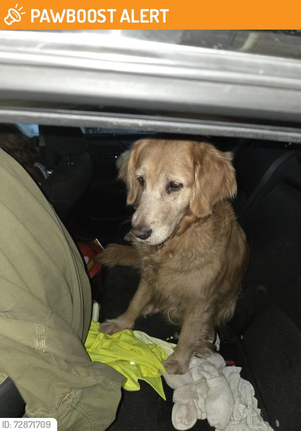 Found/Stray Female Dog last seen Near ave sw 55 st, Miami-Dade County, FL 33173