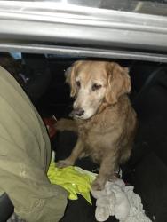 Found/Stray Female Dog last seen Near ave sw 55 st, Miami-Dade County, FL 33173