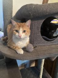 Found/Stray Unknown Cat last seen Apple Valley Rd, Apple Valley, CA 92307