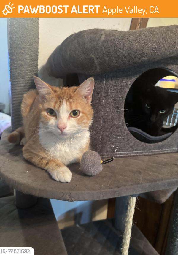 Found/Stray Unknown Cat last seen Apple Valley Rd, Apple Valley, CA 92307
