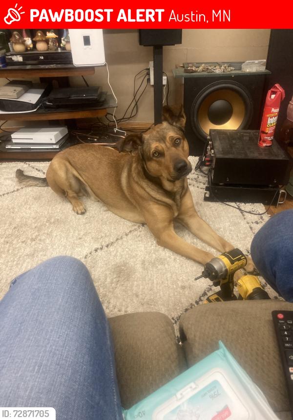 Lost Male Dog last seen Trimbles cycle center , Austin, MN 55912