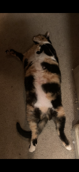 Lost Female Cat last seen MaeAnne &ishi Point , Reno, NV 89523