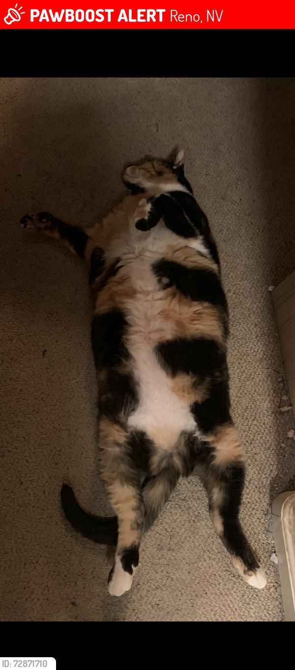 Lost Female Cat last seen MaeAnne &ishi Point , Reno, NV 89523