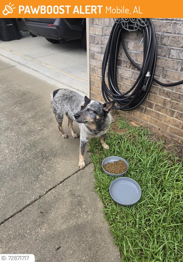 Found/Stray Unknown Dog last seen Mackenzie drive mobile al, Mobile, AL 36619
