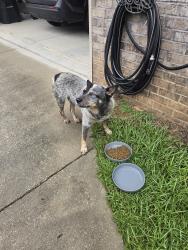 Found/Stray Unknown Dog last seen Mackenzie drive mobile al, Mobile, AL 36619