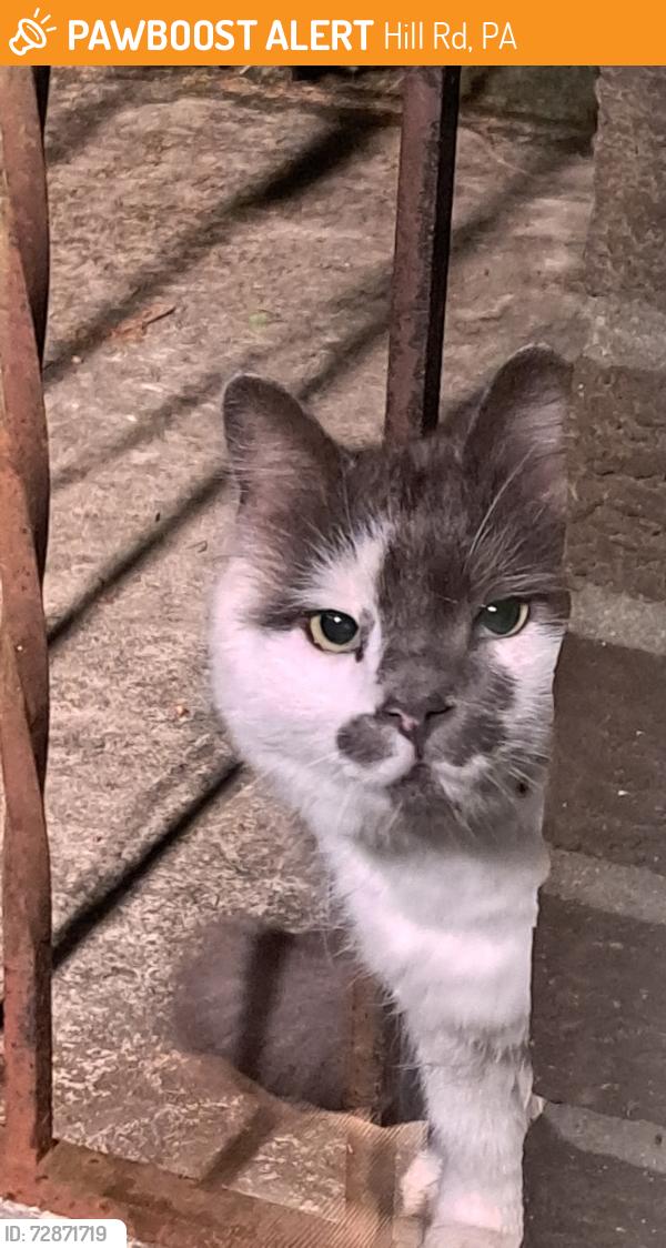 Found/Stray Unknown Cat last seen Gamelands, Hill Rd, PA 16427