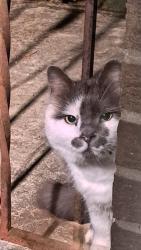 Found/Stray Unknown Cat last seen Gamelands, Hill Rd, PA 16427