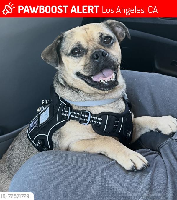 Lost Male Dog last seen exposition/western, Los Angeles, CA 90018