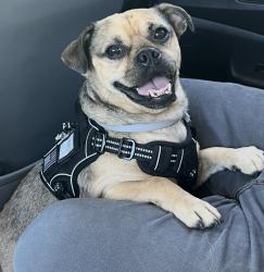 Lost Male Dog last seen exposition/western, Los Angeles, CA 90018