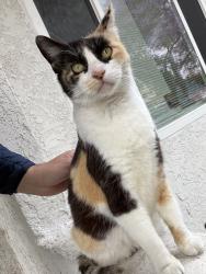 Lost Female Cat last seen 51st St and Elm St, Long Beach, CA 90805