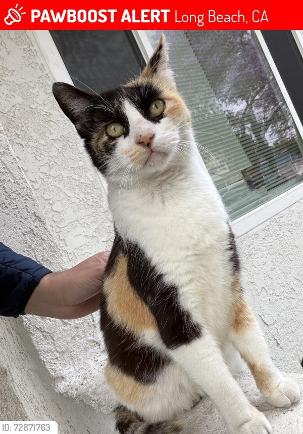 Lost Female Cat last seen 51st St and Elm St, Long Beach, CA 90805
