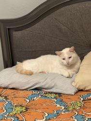 Lost Male Cat last seen 12th and Avenue K on our porch , Galveston, TX 77550