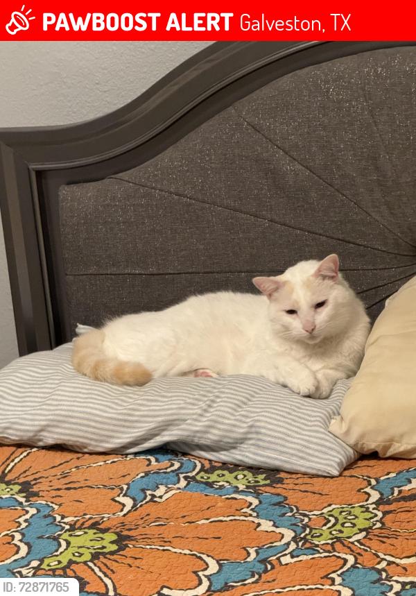 Lost Male Cat last seen 12th and Avenue K on our porch , Galveston, TX 77550