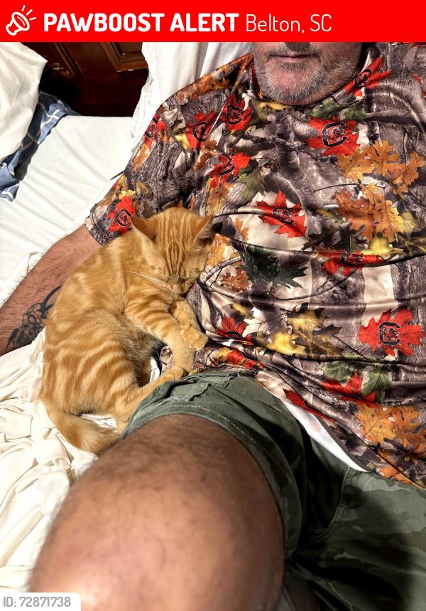 Lost Male Cat last seen Roger bolt rd, Belton, SC 29627